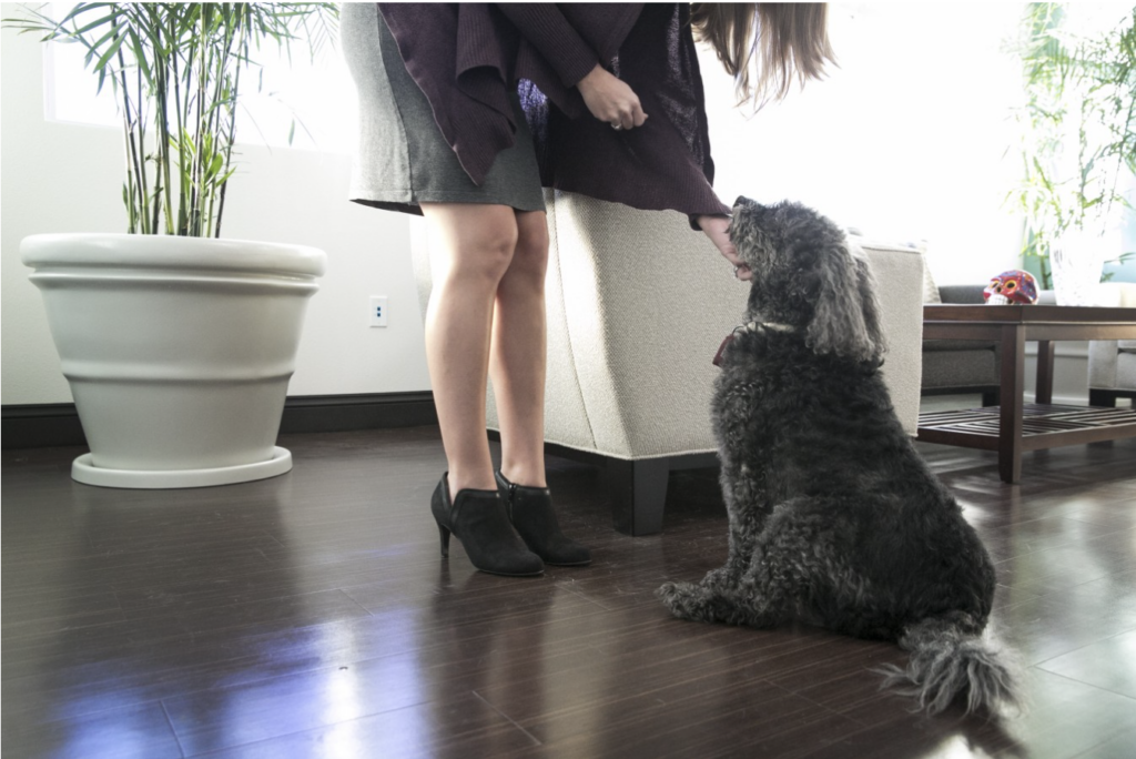 Black labradoodle sits to greet a new visitor who is entering the home.