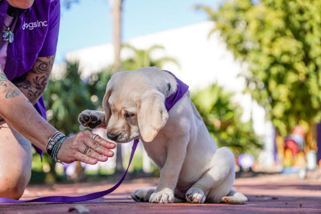 Golden Labrador Retriever puppy wearing a purple bandana lifts its paw while a puppy raiser in a purple Dogs Inc shirt offers a hand, outdoors on campus in a sunny park setting.
