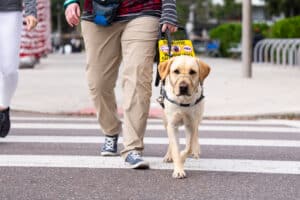 Labrador Retriever guide dog wearing a harness with a “Ignore – Working Guide Dog” sign walks across a crosswalk beside its handler on a city sidewalk.