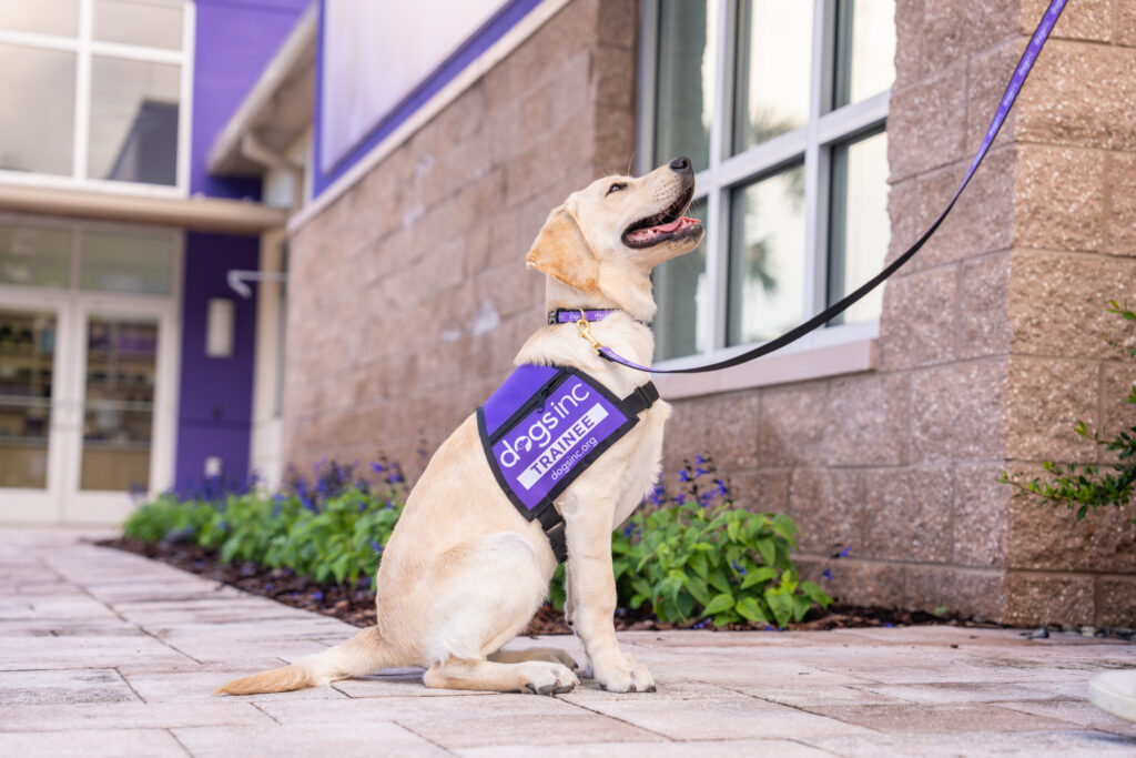Labrador Retriever wearing a purple Dogs Inc trainee vest sits attentively on leash outside a campus building, looking up toward its handler. 