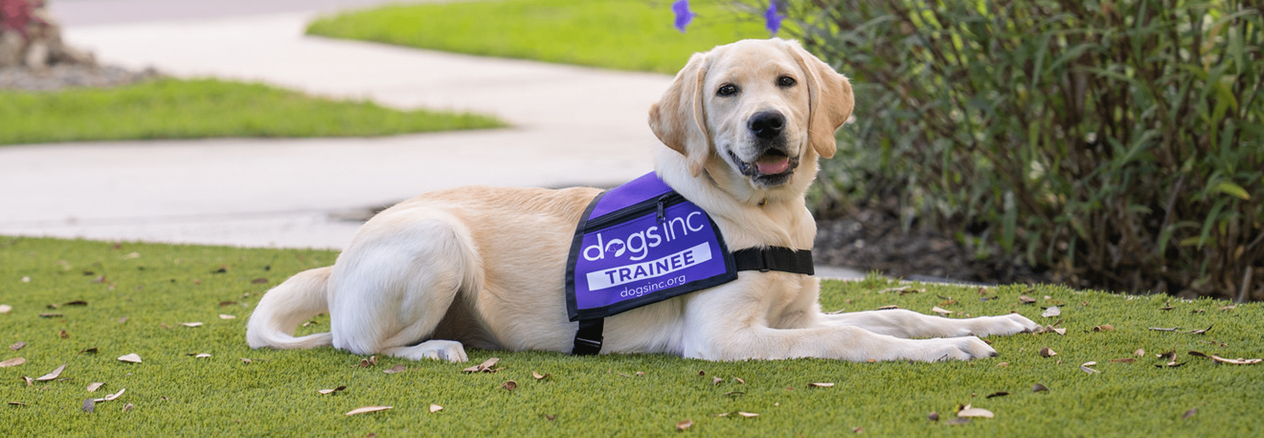 Yellow Labrador Retriever wearing a purple “Dogs Inc Trainee” vest lies on the grass in a sunny garden setting.