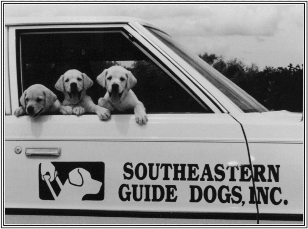 Historic black-and-white photo of three Labrador Retriever puppies looking out the window of a vehicle labeled “Dogs Inc, Inc.” with the organization’s logo on the door.