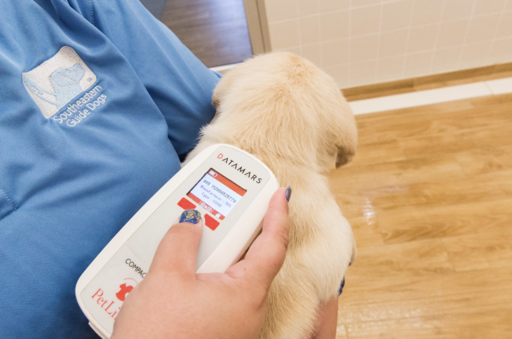 A yellow Labrador puppy is scanned for its microchip. The chip is located between a dog's shoulder blades.