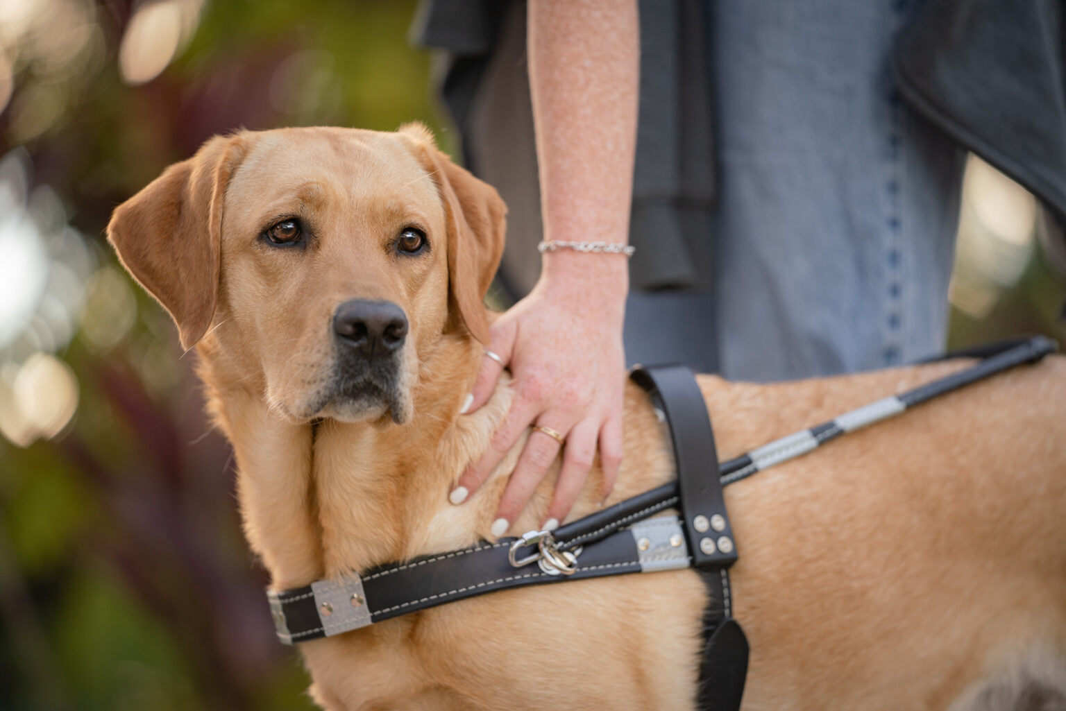 Respect the Harness: Guide Dog Etiquette