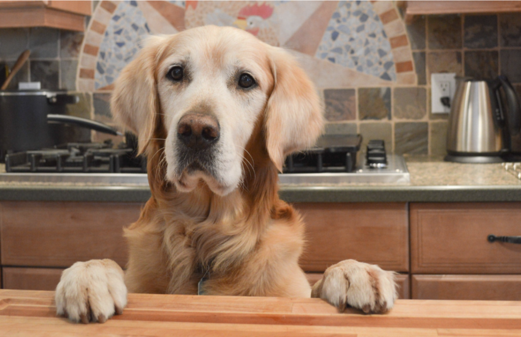 Older golden retriever stands with front paws on a kitchen counter.