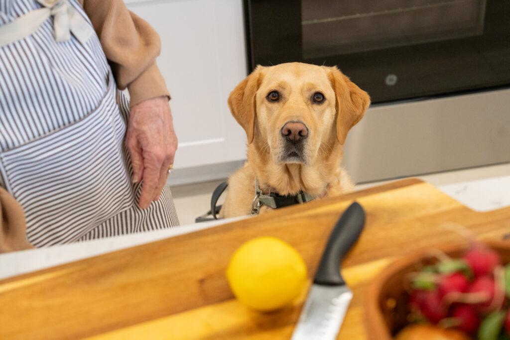 A Labrador Retriever attentively observes fruit, a knife, and a cutting board, all placed on top of a kitchen counter.