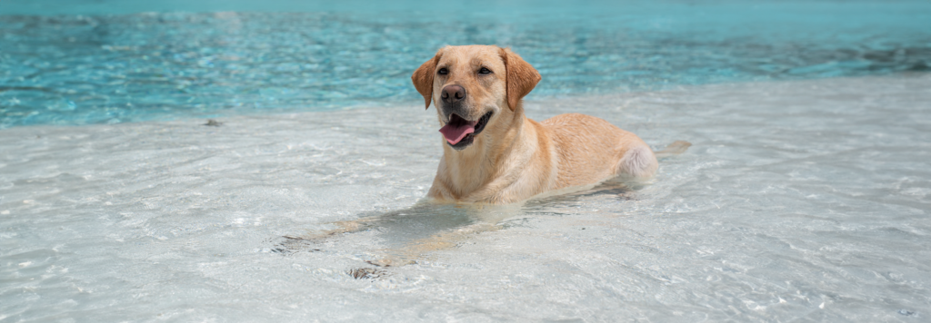 Summer Heat and Your Dog | Dogs Inc