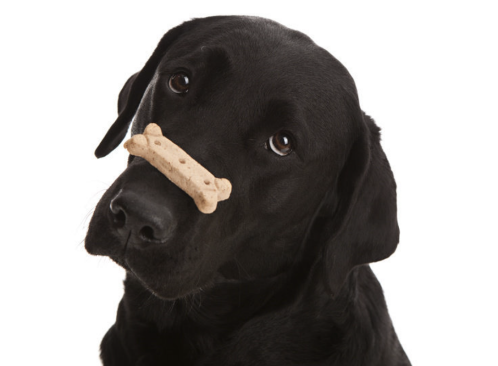 A black Labrador balances a treat on its nose.