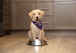 Yellow Labrador Retriever puppy wearing a purple Dogs Inc “Trainee” bandana sits on a kitchen floor in front of a stainless steel food bowl.