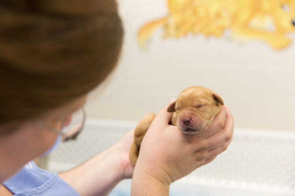 A female holds a two week old yellow Labrador puppy.