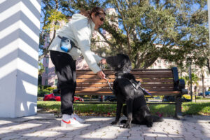 Woman wearing a treat pouch rewards a black lab with a purple Dogs Inc vest while standing beside a park bench on a sunny day, with trees and buildings in the background.