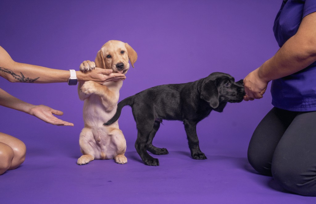 Two retriever puppies against a purple backdrop, one yellow puppy sitting up and offering a paw while a puppy raiser rewards it with a treat, and a black puppy standing beside them receiving a treat from another puppy raiser.