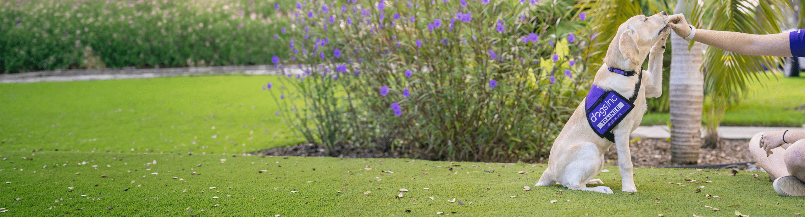 Yellow Labrador Retriever wearing a purple “Dogs Inc Trainee” vest gives a paw to a person during training outdoors on the grass.