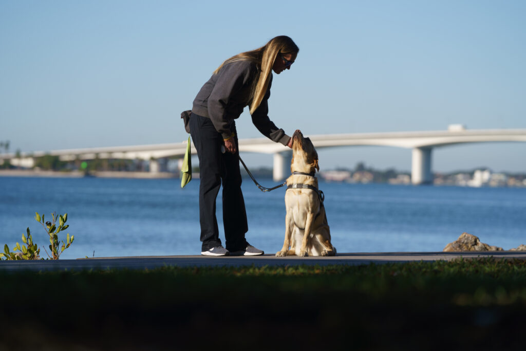 Woman trains a Labrador Retriever along a waterfront, rewarding the dog as it sits attentively with a bridge and blue water in the background.