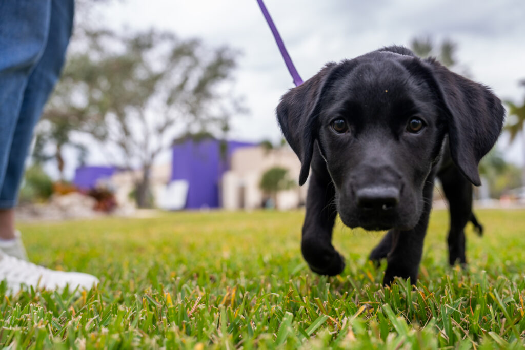 Black Lab puppy on a purple leash walks toward the camera across a grassy lawn, looking for a spot to make busy, with the Dogs Inc campus in the background.