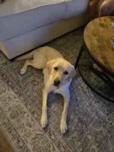 Labrador Retriever lying on a patterned rug beside a couch and coffee table, looking up attentively indoors.