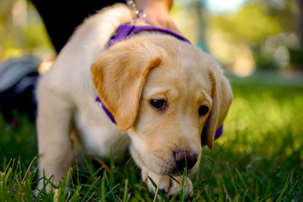 Labrador Retriever puppy wearing a purple bandana explores the grass outdoors while being gently guided on leash.