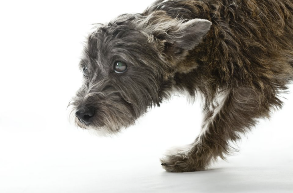 A small brown dog with shaggy hair cowers away.