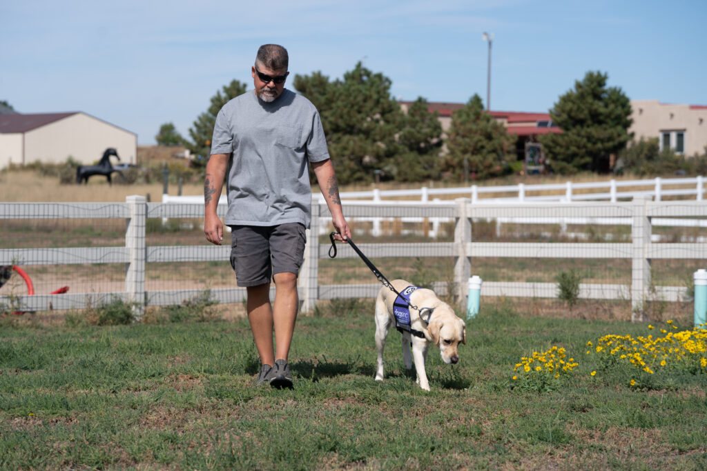Man walks a Labrador Retriever in a purple Dogs Inc vest across a grassy field on a ranch near a white fence on a sunny day.