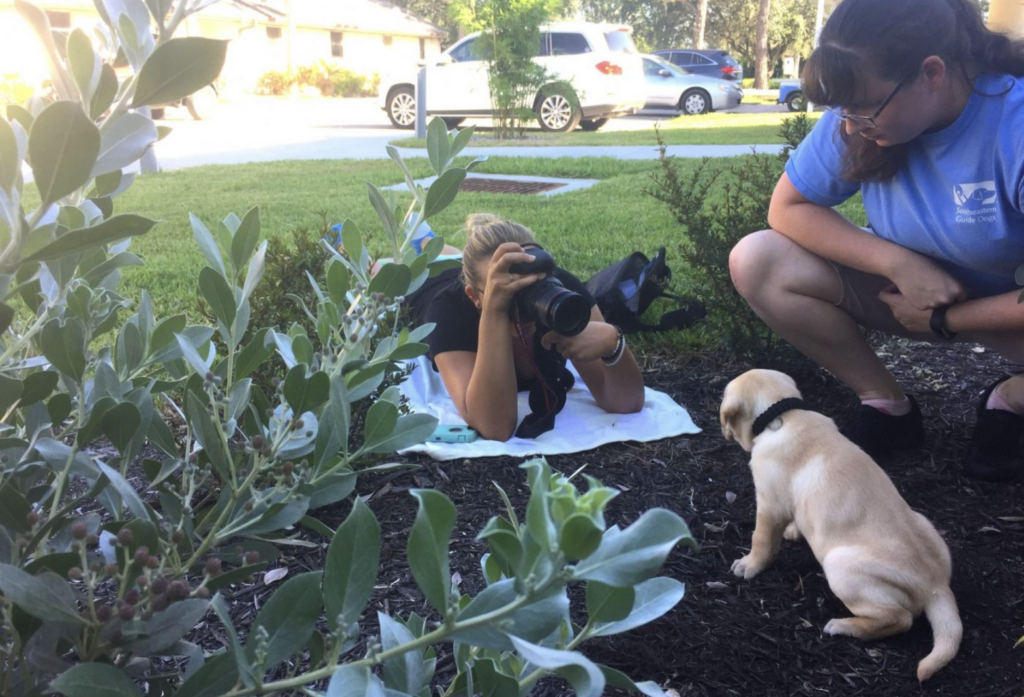 Kaila, our staff photographer, lays on the ground to take photos of a yellow Labrador puppy.