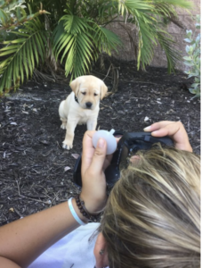 A yellow Labrador puppy sits in front of our photographer's camera.