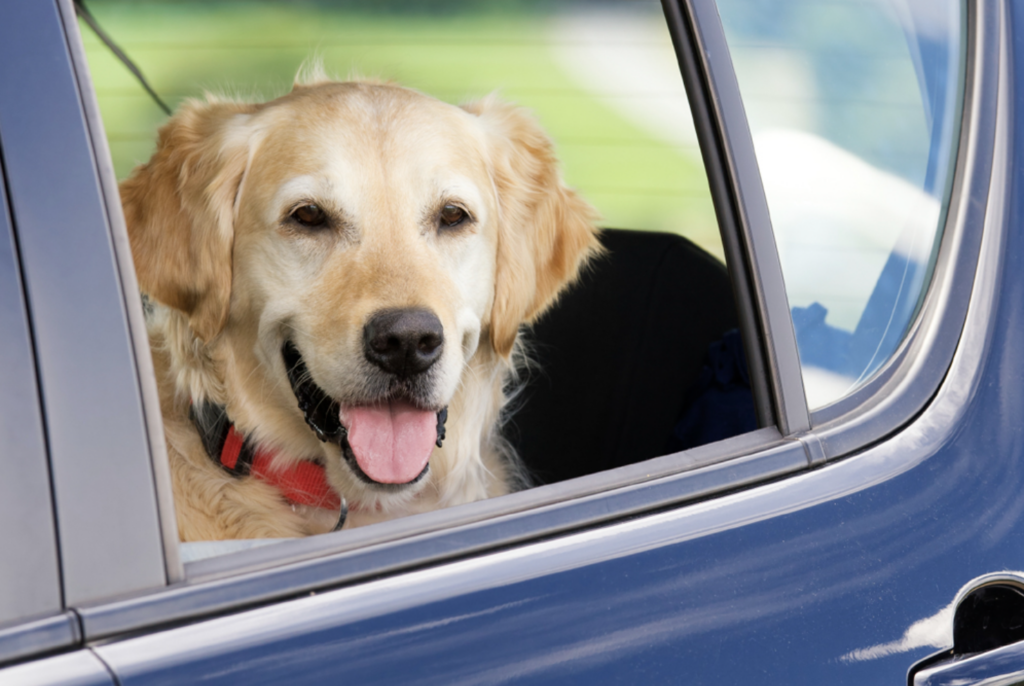 An older golden retriever sits in the backseat of a blue car and looks out the window.