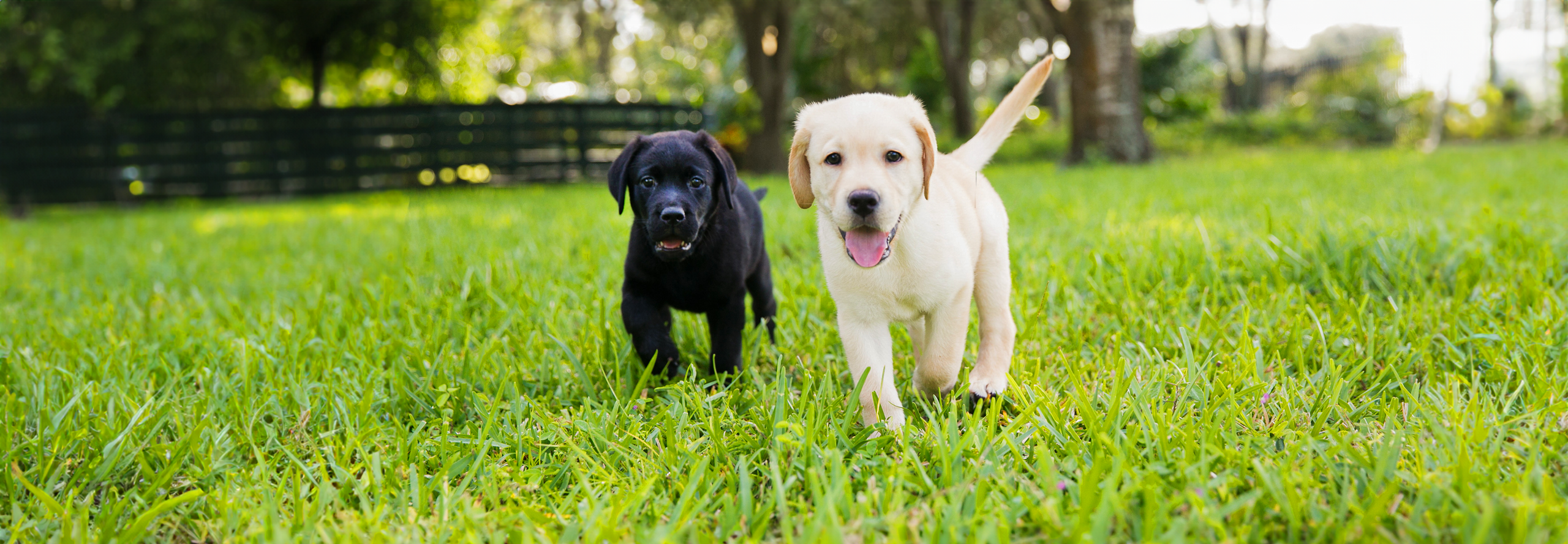 A yellow Labrador puppy and a black Labrador puppy walking in the grass outside.