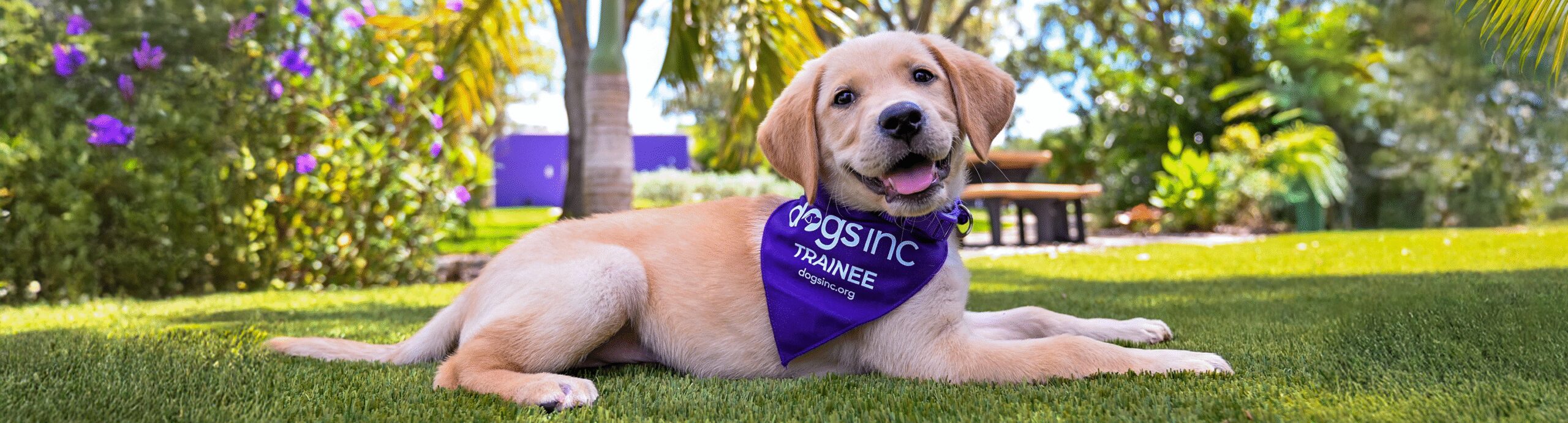 Yellow Labrador Retriever puppy wearing a purple “Dogs Inc Trainee” bandana lies on the grass in a sunny garden setting.