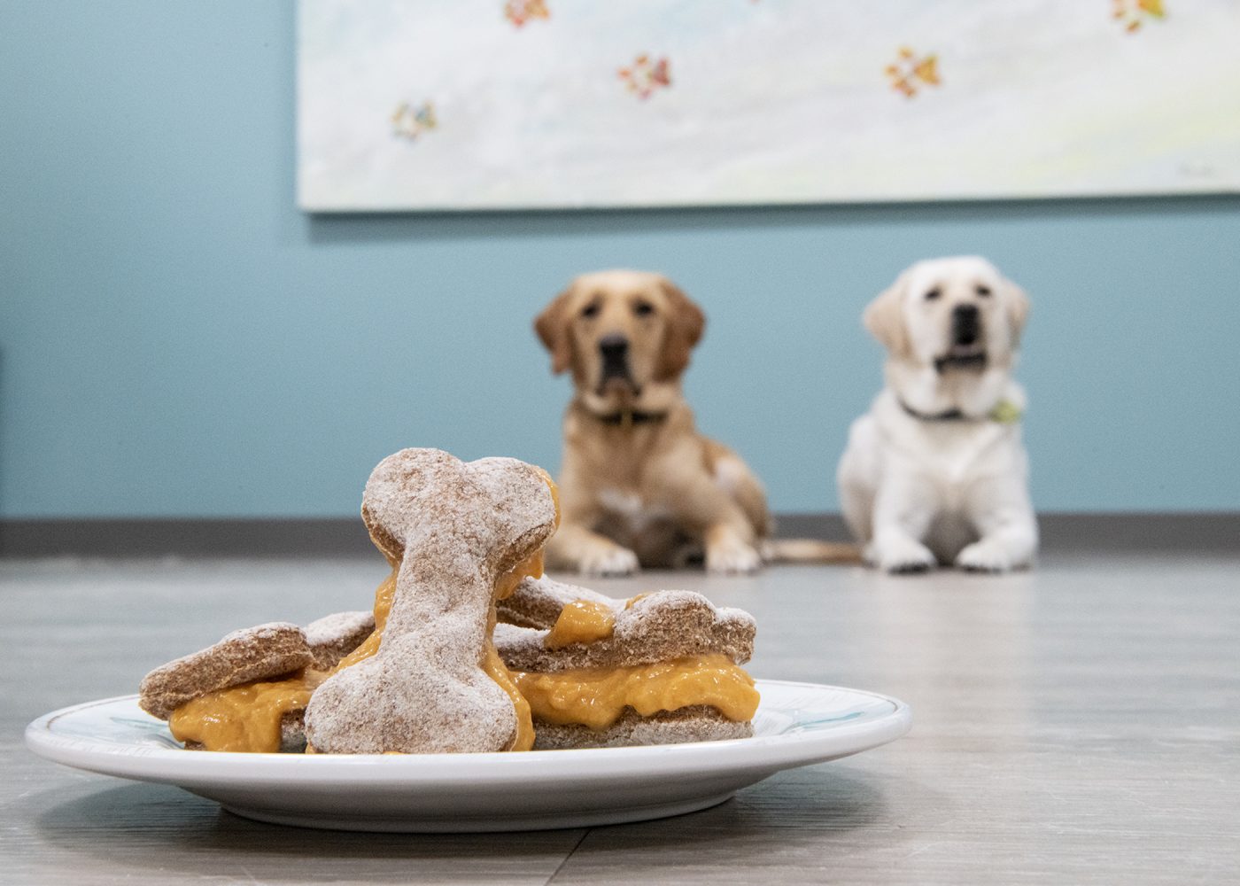 Ice Cream Sandwich Dog Treats