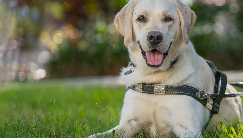 Yellow lab in harness lays in the grass and smiles at the camera
