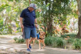 Man walks with yellow dog looking at each other