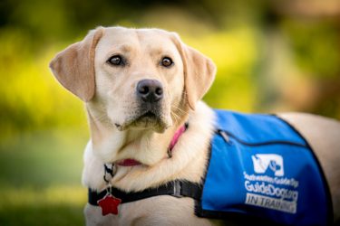 Headshot of yellow lab puppy wearing blue in training vest