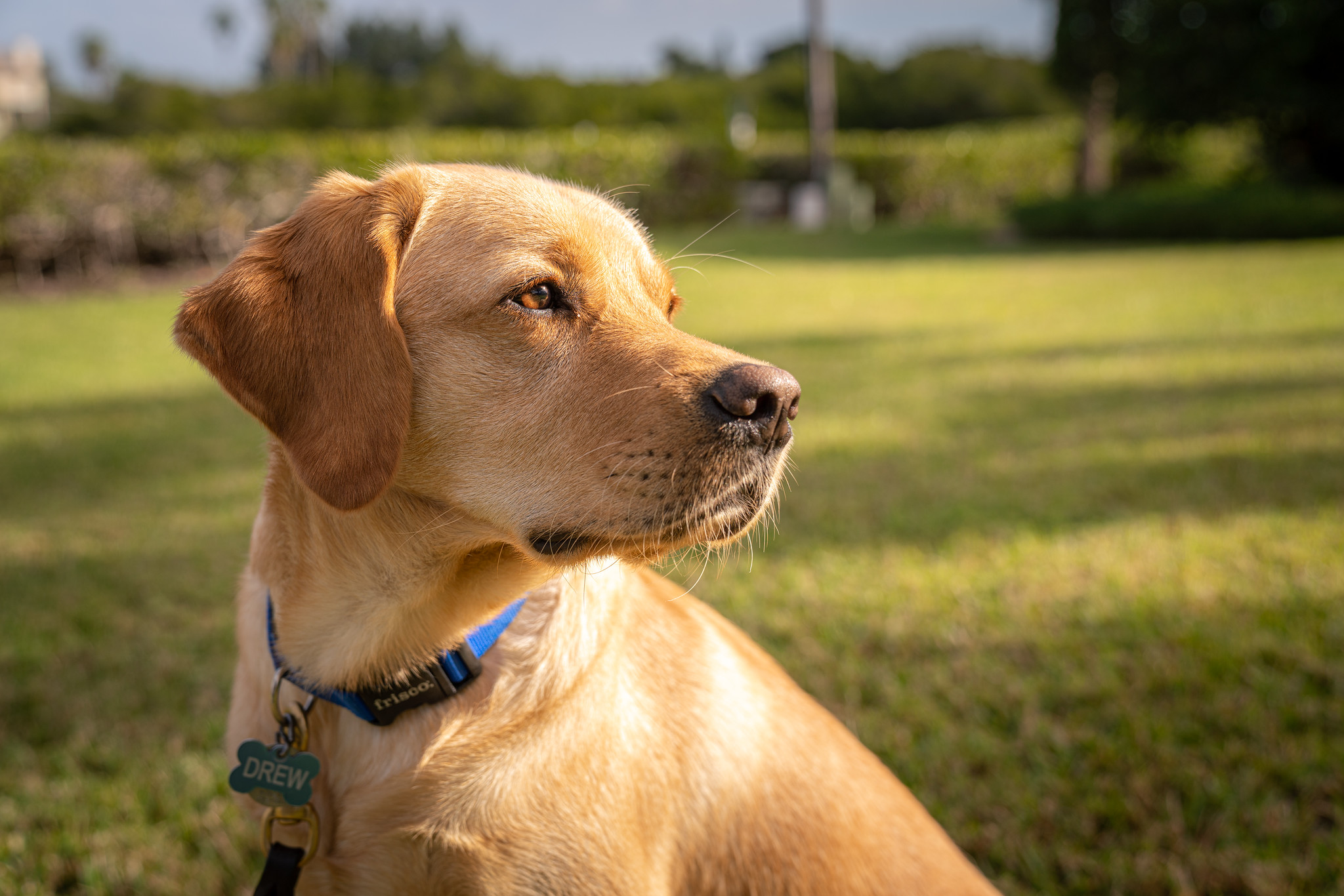 Yellow lab puppy sits and looks off into the distance