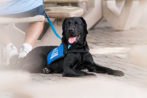 Black lab in blue Dogs Inc In Training vest lays by a table with his tongue sticking out and looks off into the distance