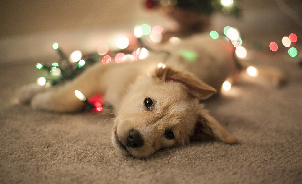 A Golden Retriever puppy lays with colored Christmas lights