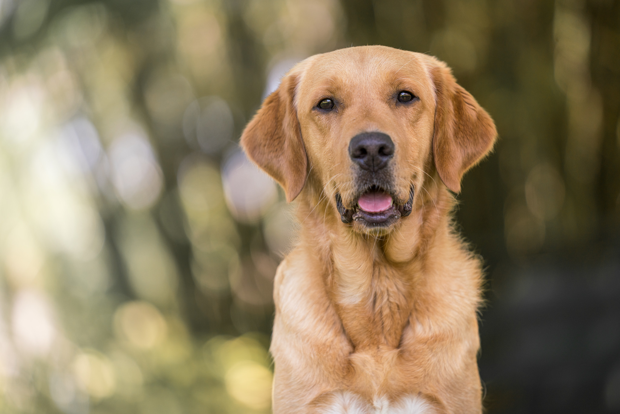 A yellow lab golden cross sits tilting his head at the camera. His mouth is open and he appears to be smiling.
