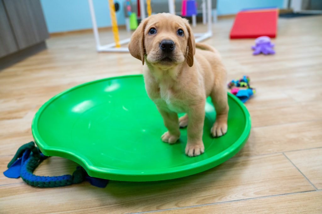 A small yellow lab puppy stnads in a big, round, green wobble disk with many toys on the floor behind him.