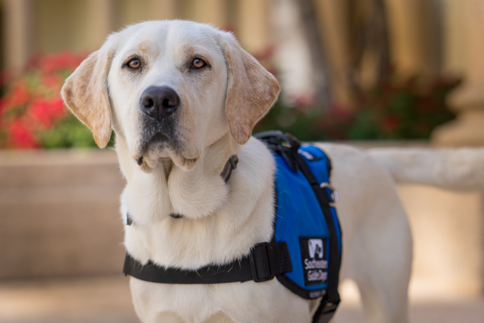 Is a service dog right for you? - Dogs Inc