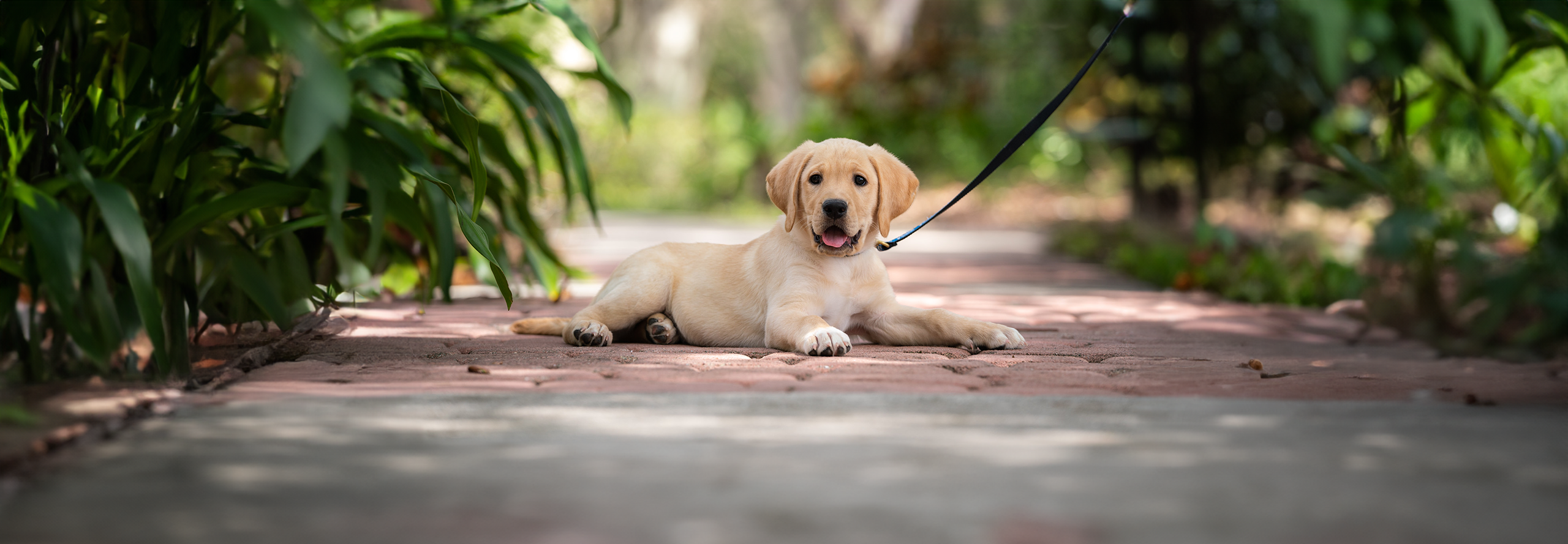A young yellow lab puppy lays on the side walk surrounded by lush greenery