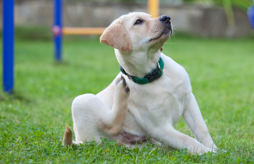 A yellow Labrador puppy sitting in the grass and scratching at his green collar.