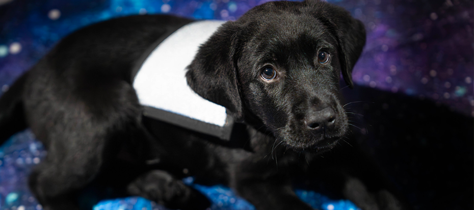 A black Labrador puppy lying on a galaxy printed carpet