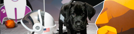 A black Labrador puppy standing next to a NASA helmet in an artificial moon environment