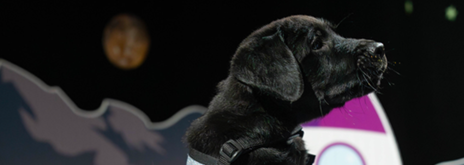 A black Labrador puppy standing on his back paws in an artificial moon environment
