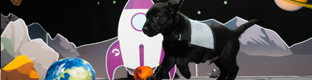 A black Labrador puppy running around in an artificial moon environment