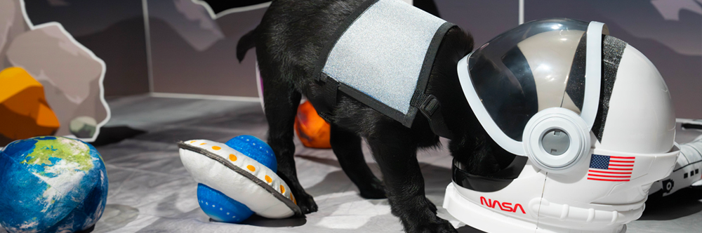 A black Labrador puppy standing with his head in the open visor of a NASA helmet
