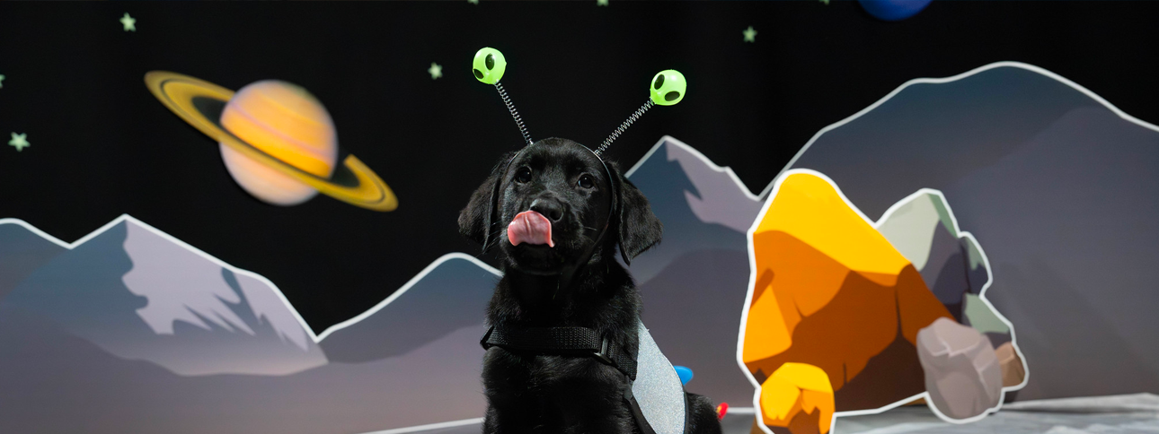 A black Labrador puppy sitting down with an alien headband on his head