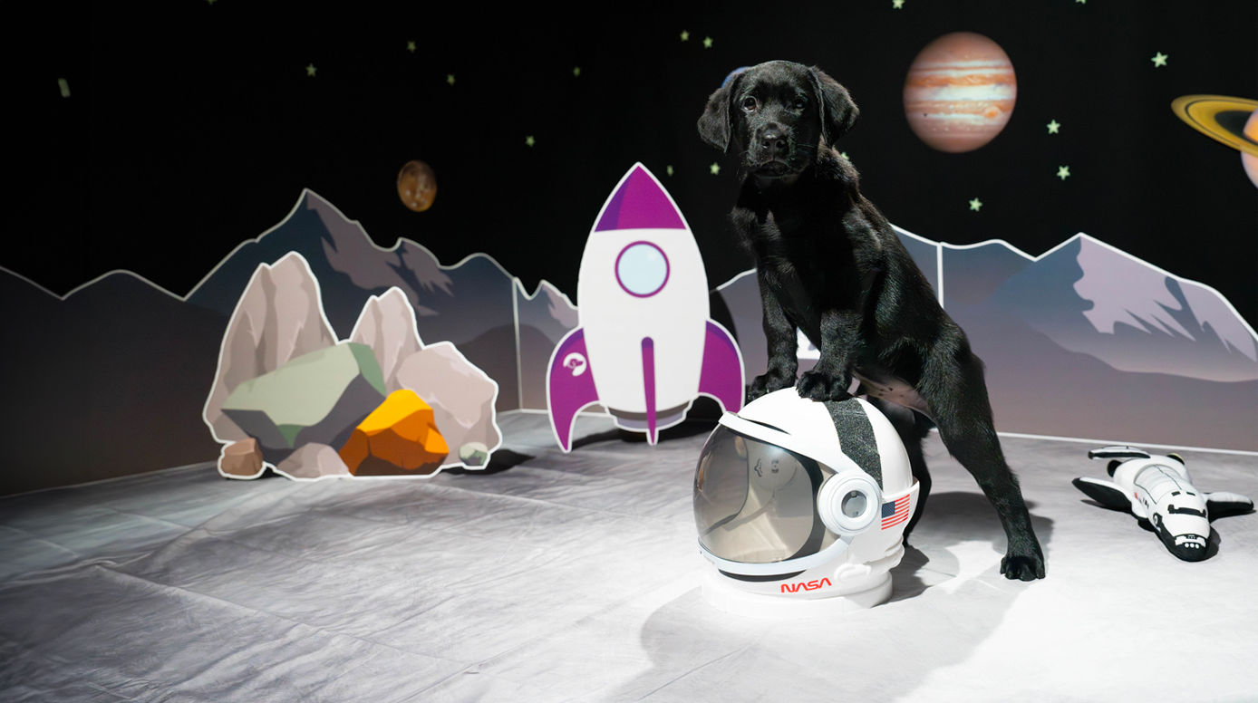A black Labrador puppy standing with his front paws on a NASA helmet