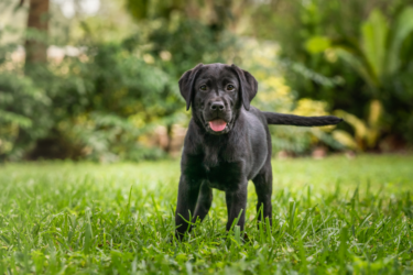 A black Labrador puppy standing in the grass.