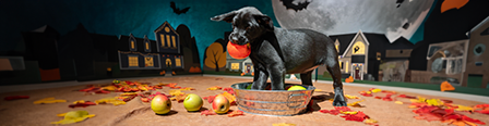 A black Labrador Retriever puppy with his front paws in a bucket of red and green apples and one red apple in her mouth.