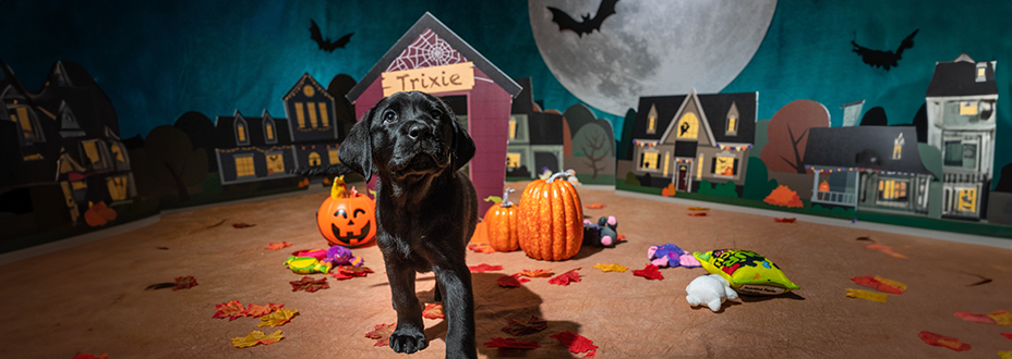 A black Labrador Retriever puppy walking out of a dog house with 'Trixie' written above the dog door.